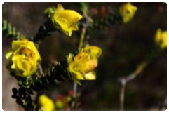 Western Australian widflowers